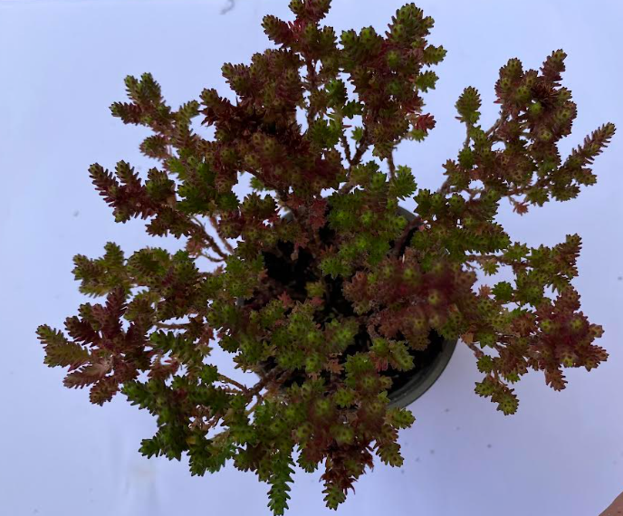 Sedum moranense - Sedum