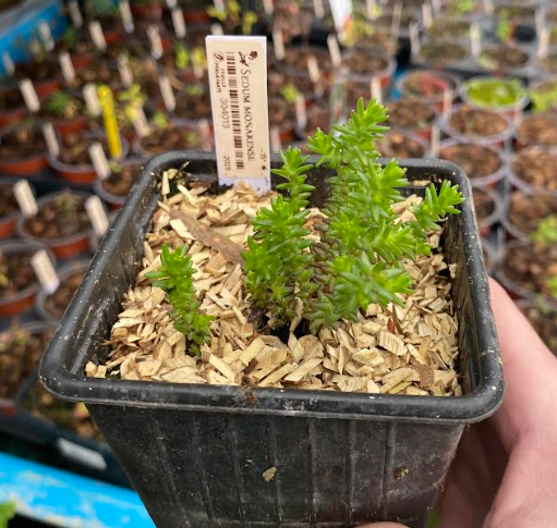 Sedum moranense - Sedum