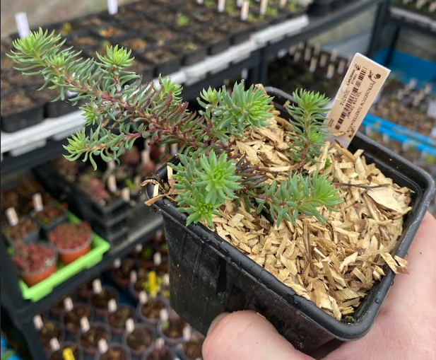 Petrosedum forsterianum 'Silver Stone' - Sedum