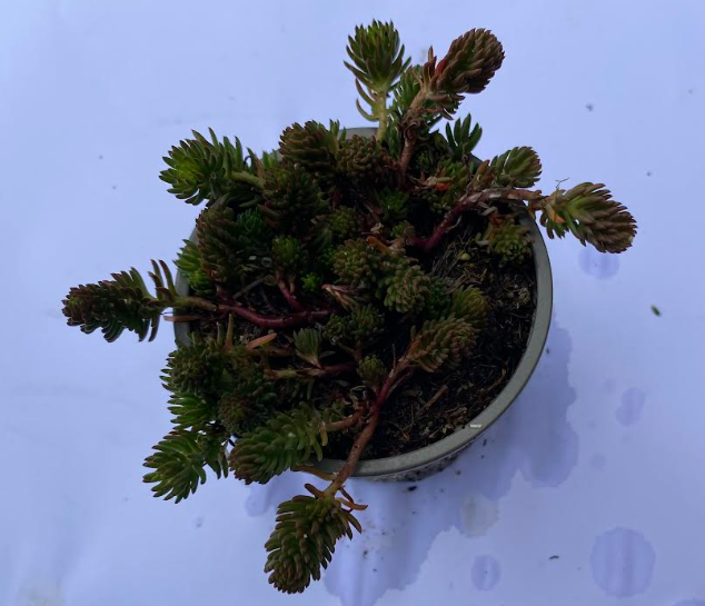 Petrosedum montanum - Sedum