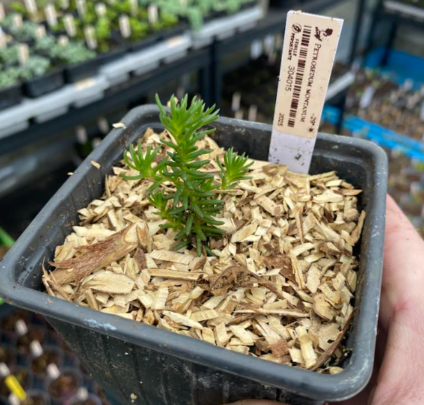 Petrosedum montanum - Sedum