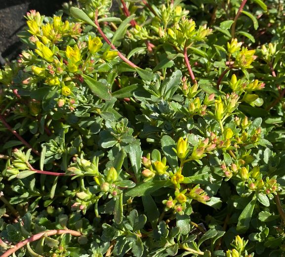 Phedimus floriferum 'Weihenstephaner Gold' - Sedum
