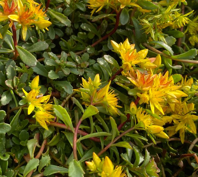 Phedimus floriferum 'Weihenstephaner Gold' - Sedum