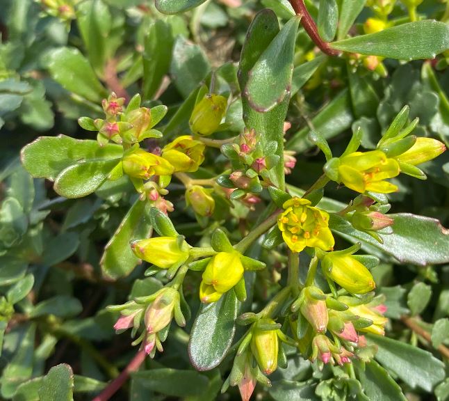 Phedimus floriferum 'Weihenstephaner Gold' - Sedum