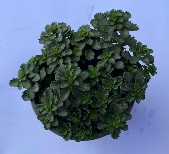 Phedimus floriferum 'Weihenstephaner Gold' - Sedum