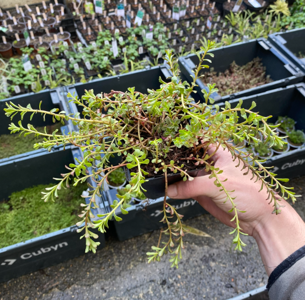 Phedimus floriferum 'Weihenstephaner Gold' - Sedum