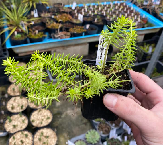 Sedum reflexum 'Angelina' - Sedum