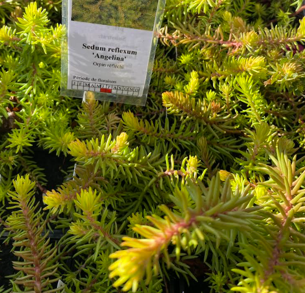 Sedum reflexum 'Angelina' - Sedum