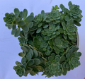 Sedum rhodiola 'Pachyclados' - Sedum