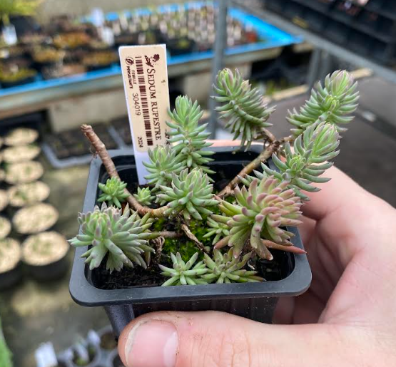 Sedum rupestre - Sedum