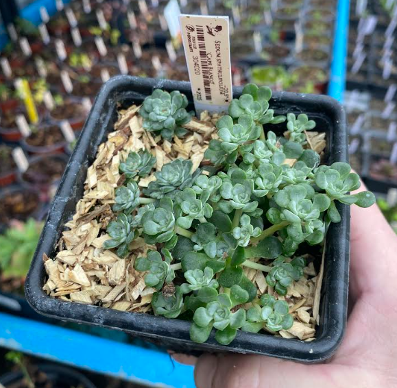 Sedum spathulifolium 'Cape Blanco' - Sedum