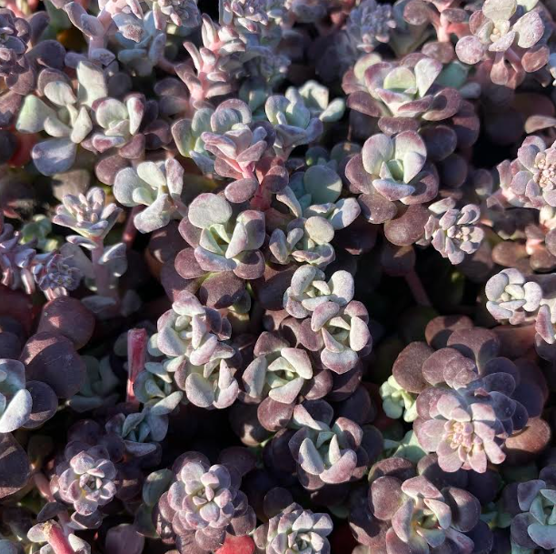 Sedum spathulifolium 'Purpureum' - Sedum