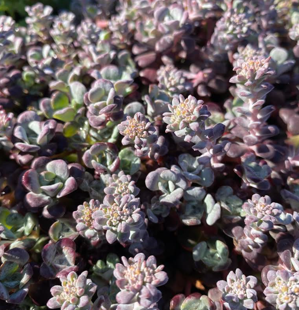 Sedum spathulifolium 'Purpureum' - Sedum