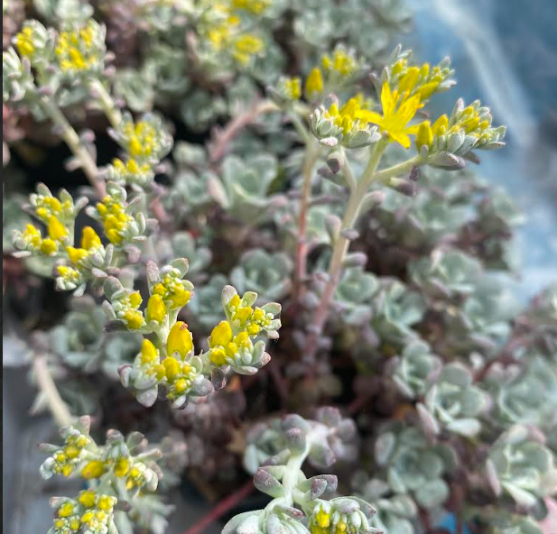 Sedum spathulifolium 'Purpureum' - Sedum