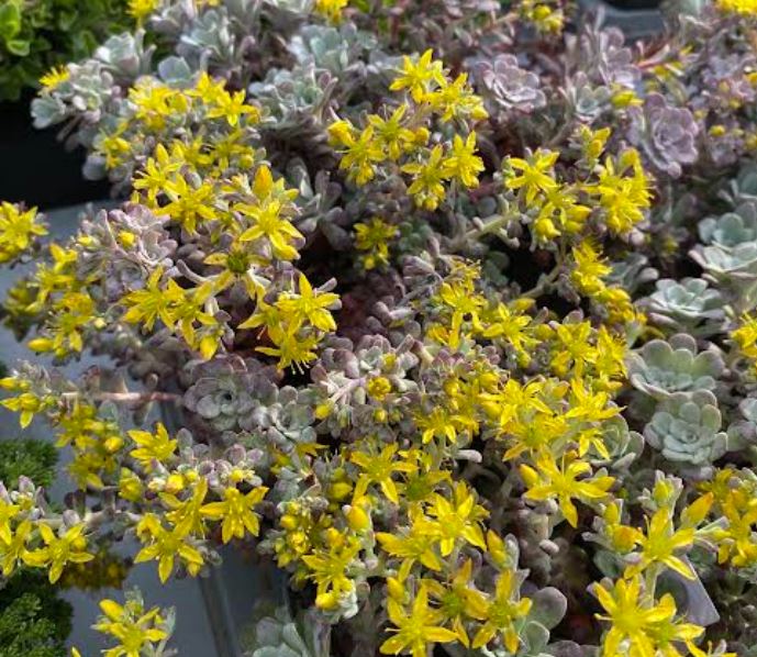 Sedum spathulifolium 'Purpureum' - Sedum
