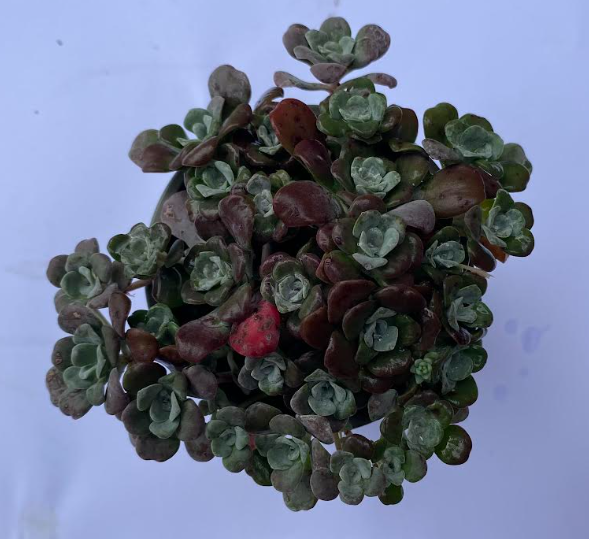 Sedum spathulifolium 'Purpureum' - Sedum