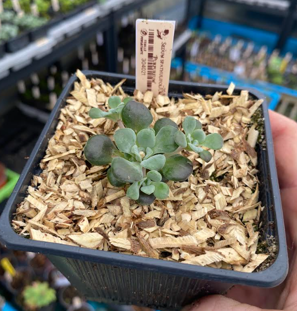 Sedum spathulifolium 'Purpureum' - Sedum