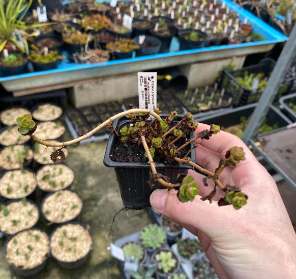 Sedum spurium 'Album Superbum' - Sedum