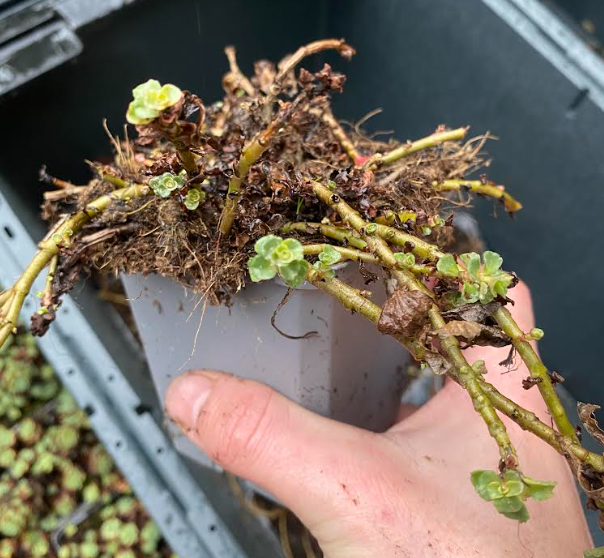 Sedum spurium 'Album Superbum' - Sedum