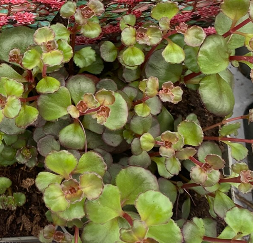 Sedum spurium 'Coccineum' - Sedum
