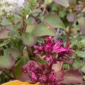 Sedum spurium 'Purple Winter' - Sedum