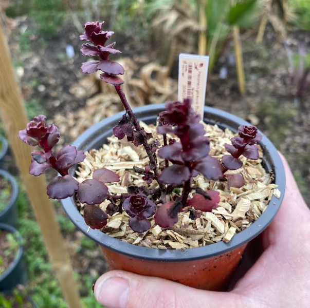 Sedum spurium 'Purple Winter' - Sedum