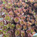 Sedum spurium 'Purple Winter' - Sedum