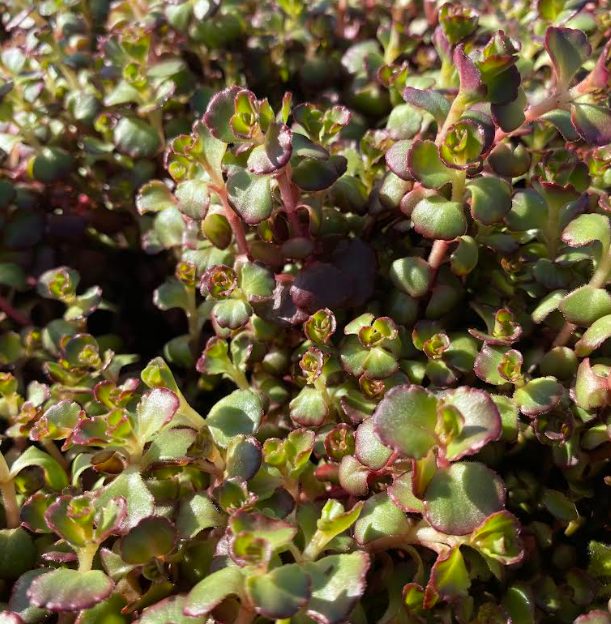 Sedum spurium 'Purple Winter' - Sedum