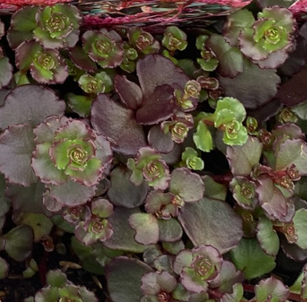 Sedum spurium 'Purple Winter' - Sedum