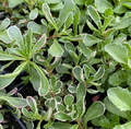 Phedimus spurius 'Tricolor' - Orpin bâtard tricolore - Sedum