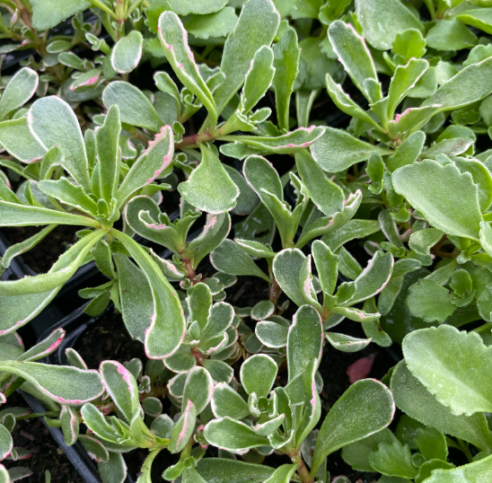 Phedimus spurius 'Tricolor' - Orpin bâtard tricolore - Sedum