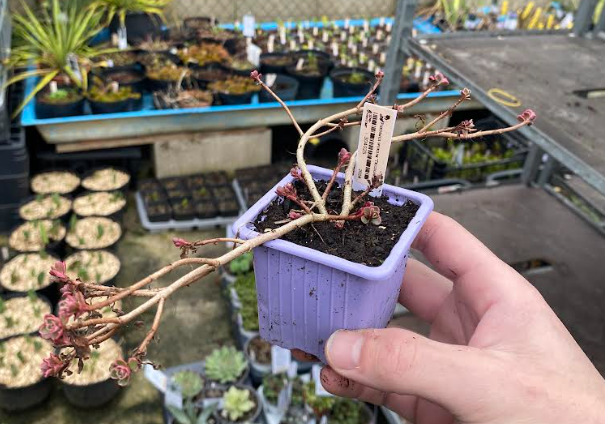 Sedum spurium 'Tricolor' - Sedum