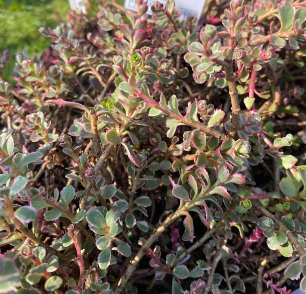 Phedimus spurium 'Variegatum' - Sedum