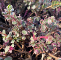 Phedimus spurium 'Variegatum' - Sedum