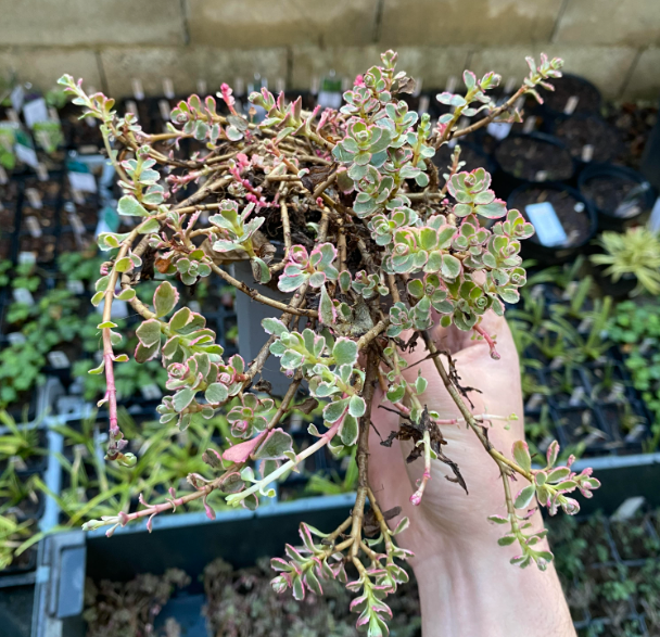 Phedimus spurium 'Variegatum' - Sedum