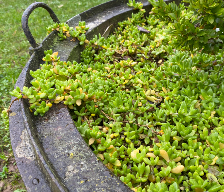 Sedum rubrotinctum 'Jelly Bean Plant' - Sedum