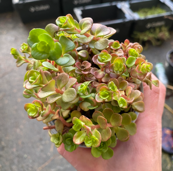 Sedum tetractinum 'Coral Reef' - Sedum