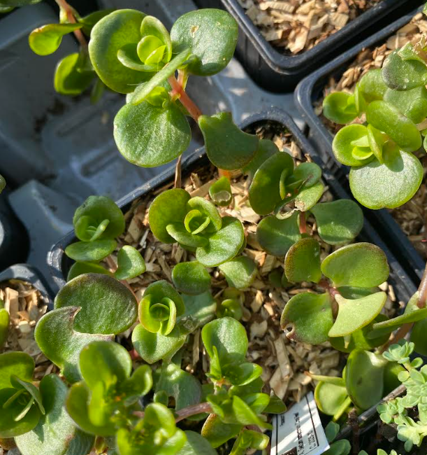 Sedum tetractinum 'Coral Reef' - Sedum