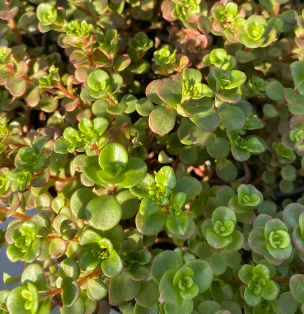 Sedum tetractinum 'Coral Reef' - Sedum