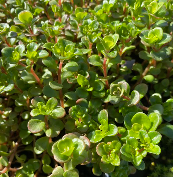 Sedum tetractinum 'Coral Reef' - Sedum