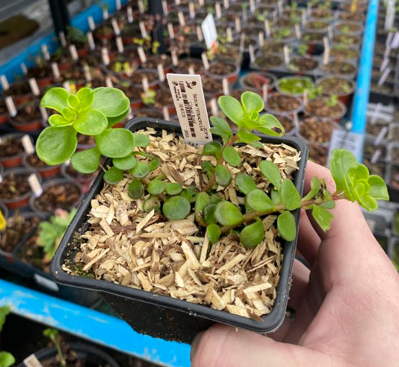 Sedum tetractinum 'Coral Reef' - Sedum