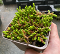 Sedum acre 'Yellow Queen' - Sedum âcre - Orpin jaune