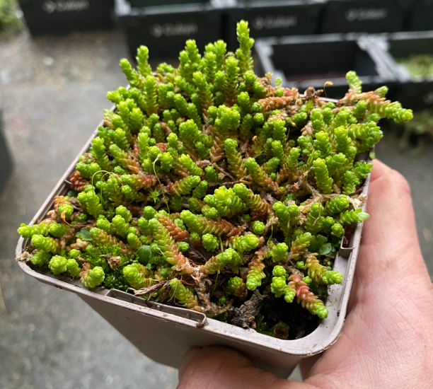 Sedum acre 'Yellow Queen' - Sedum âcre - Orpin jaune