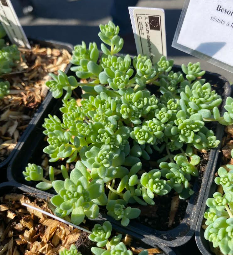 Sedum dasyphyllum 'Silver Rose' - Sedum