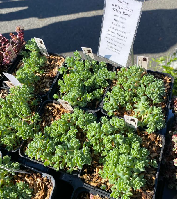 Sedum dasyphyllum 'Silver Rose' - Sedum