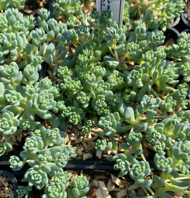 Sedum dasyphyllum 'Silver Rose' - Sedum