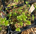 Phedimus stoloniferum - Sedum
