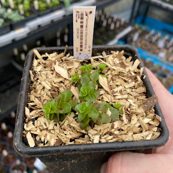 Phedimus stoloniferum - Sedum