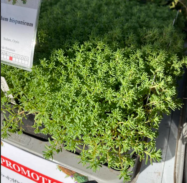 Sedum hispanicum - Sedum
