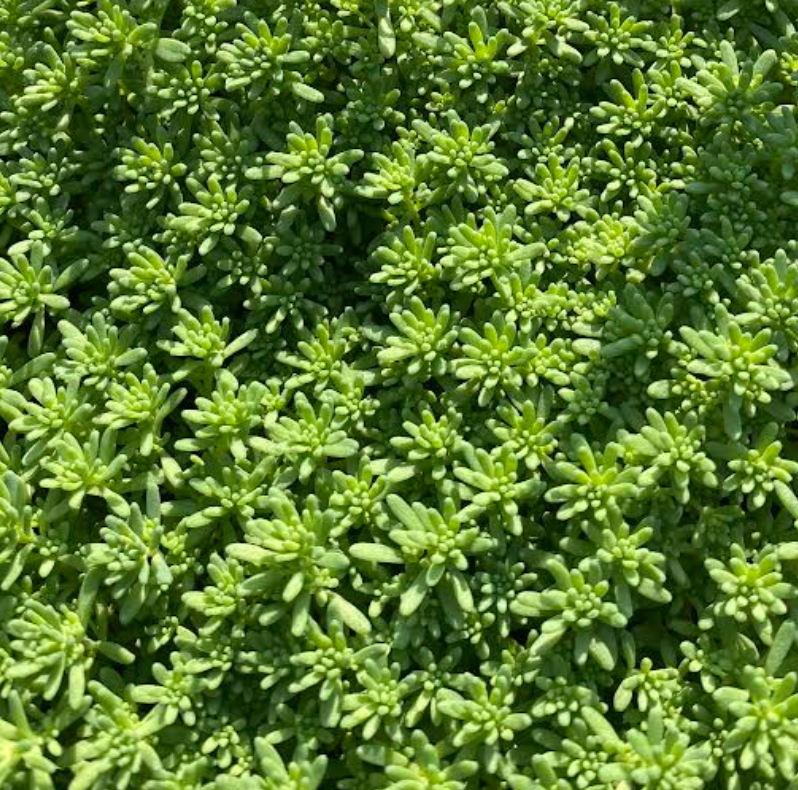 Sedum hispanicum - Sedum